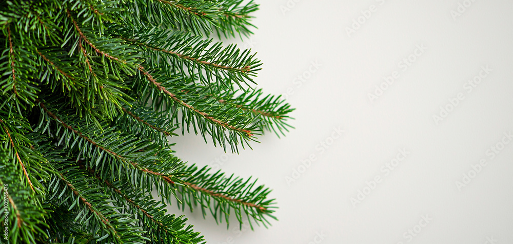 Fir tree branch, blank wall, Christmas banner Fir tree branch, blank wall, Christmas banner