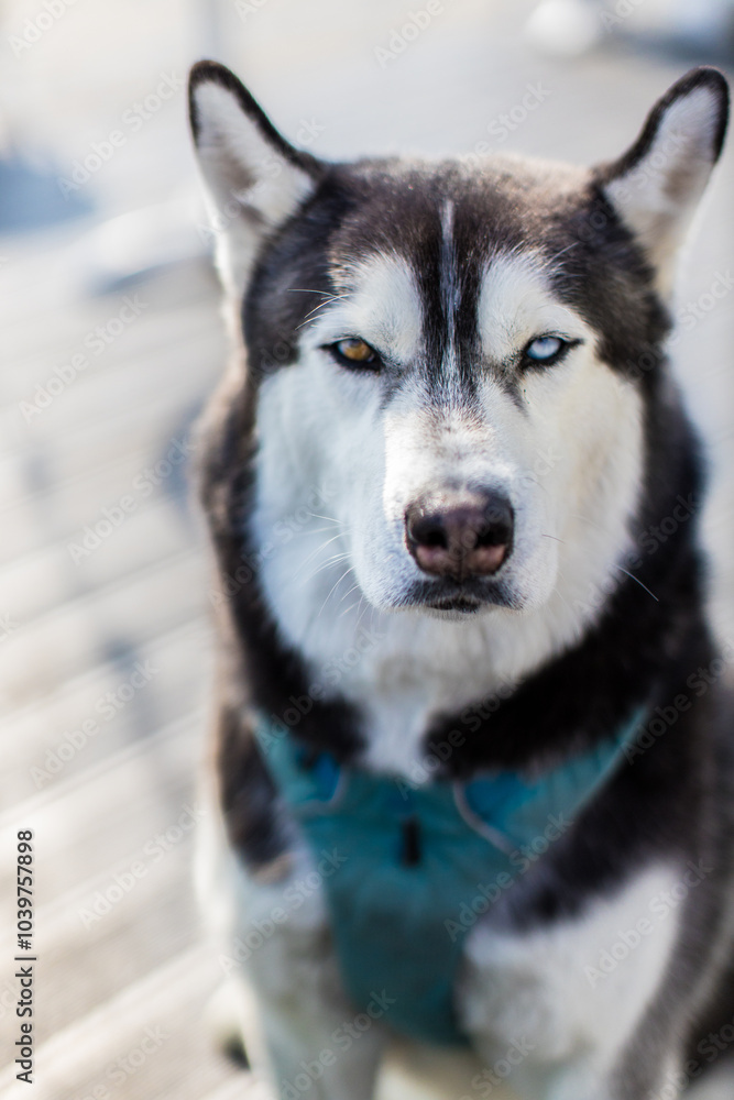 siberian husky dog / husky puppy siberian husky dog / husky puppy