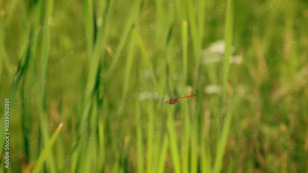 Green-eyed hawker (Aeshna isosceles) flying, red dragonfly in flight Green-eyed hawker (Aeshna isosceles) flying, red dragonfly in flight