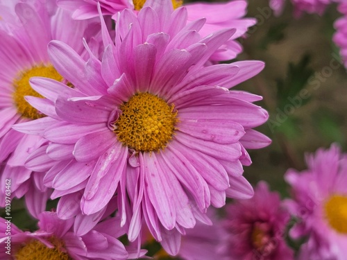 pink chrysanthemums close-up