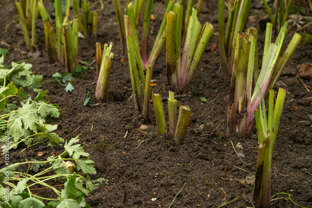 Obraz premium pruned iris shoots prepared for wintering