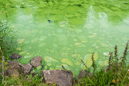 Ecologically damaging Blue Green algae blooms (cyanobacteria), close up from river bank along Lough Neagh, Northern Ireland.