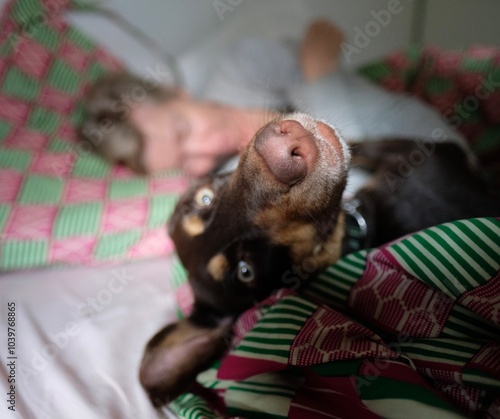 Funny Dog in a bed looking at camera with its master in the background.