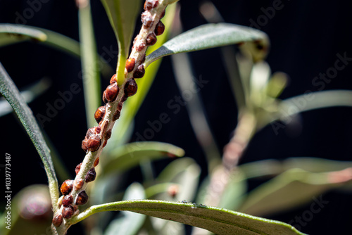 Scale insect infested plant stem with shiny domed brown scales, causing damage to the plant, highlighting pest management issues and the need for effective insect control and plant care solutions. photo