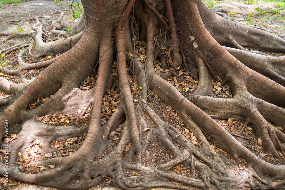 Intricate Tree Roots: Nature’s Foundation and Strength Intricate Tree Roots: Nature’s Foundation and Strength