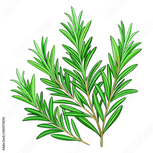 Fresh rosemary sprigs, a vibrant green herb with a pungent aroma, perfect for culinary and medicinal uses. This botanical illustration captures the essence of this versatile plant.