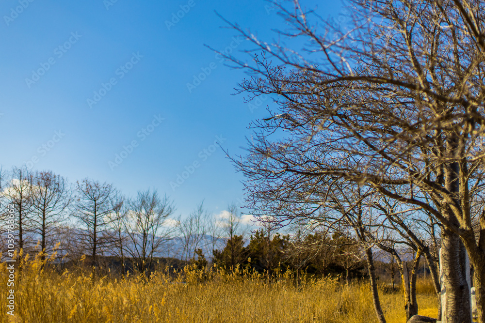 Fototapeta premium golden wheat field