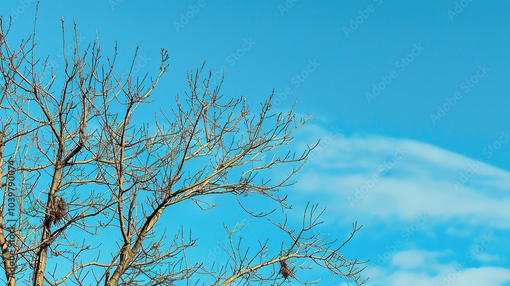 Dry tree branches with blue sky - a serene and natural sight. This image showcases dry tree branches against a beautiful blue sky, creating a sense of tranquility and simplicity Dry tree branches with blue sky - a serene and natural sight. This image showcases dry tree branches against a beautiful blue sky, creating a sense of tranquility and simplicity