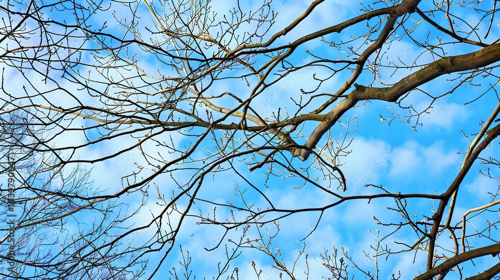 Dry tree branches with blue sky - a serene and natural sight. This image showcases dry tree branches against a beautiful blue sky, creating a sense of tranquility and simplicity Dry tree branches with blue sky - a serene and natural sight. This image showcases dry tree branches against a beautiful blue sky, creating a sense of tranquility and simplicity