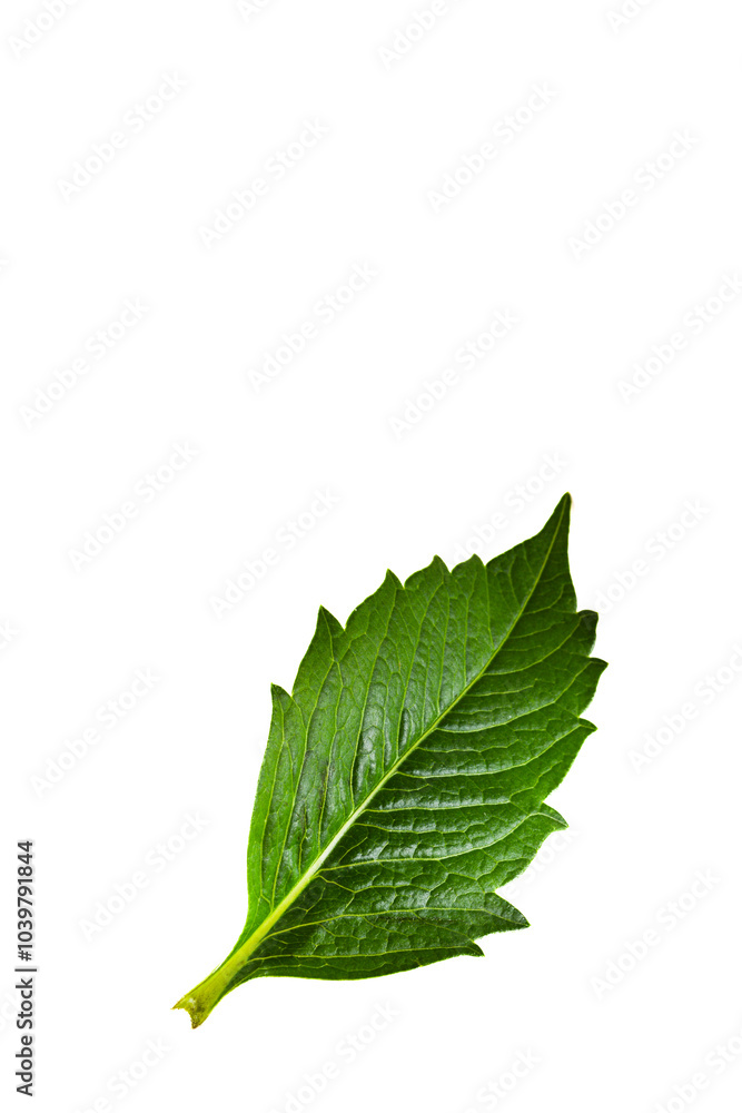 Green leaf isolated on white background Green leaf isolated on white background