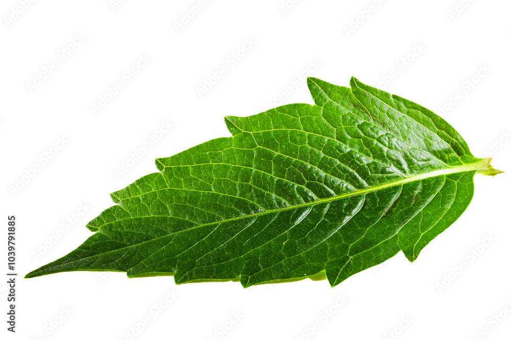 Obraz premium Green leaf isolated on white background