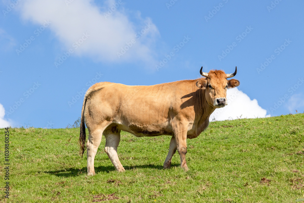 Beautiful cows grazing on a lush green hillside meadow. Beautiful cows grazing on a lush green hillside meadow.