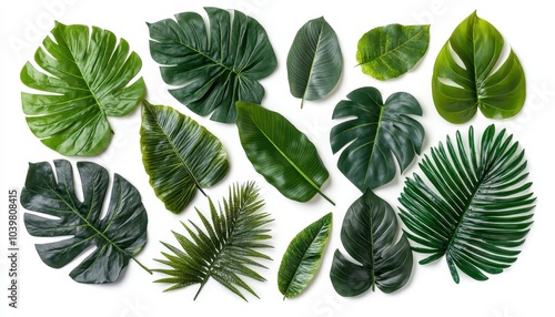 Variety of vibrant green tropical leaves arranged on a white background