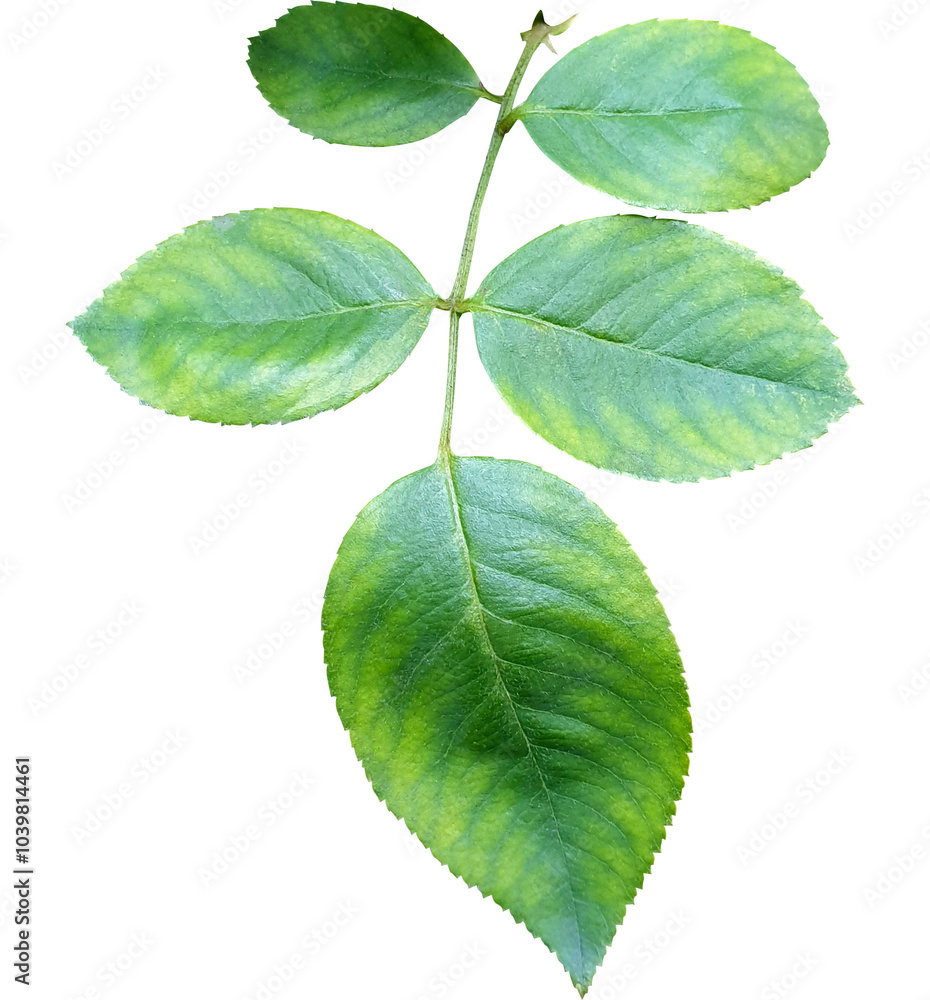 Obraz premium 장미꽃 잎