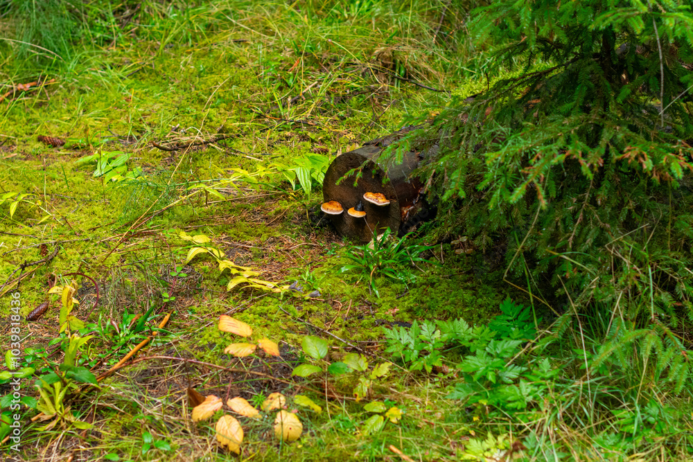 Mushrooms with brown caps growing from an old tree trunk covered with green moss in the forest. Mushrooms with brown caps growing from an old tree trunk covered with green moss in the forest.
