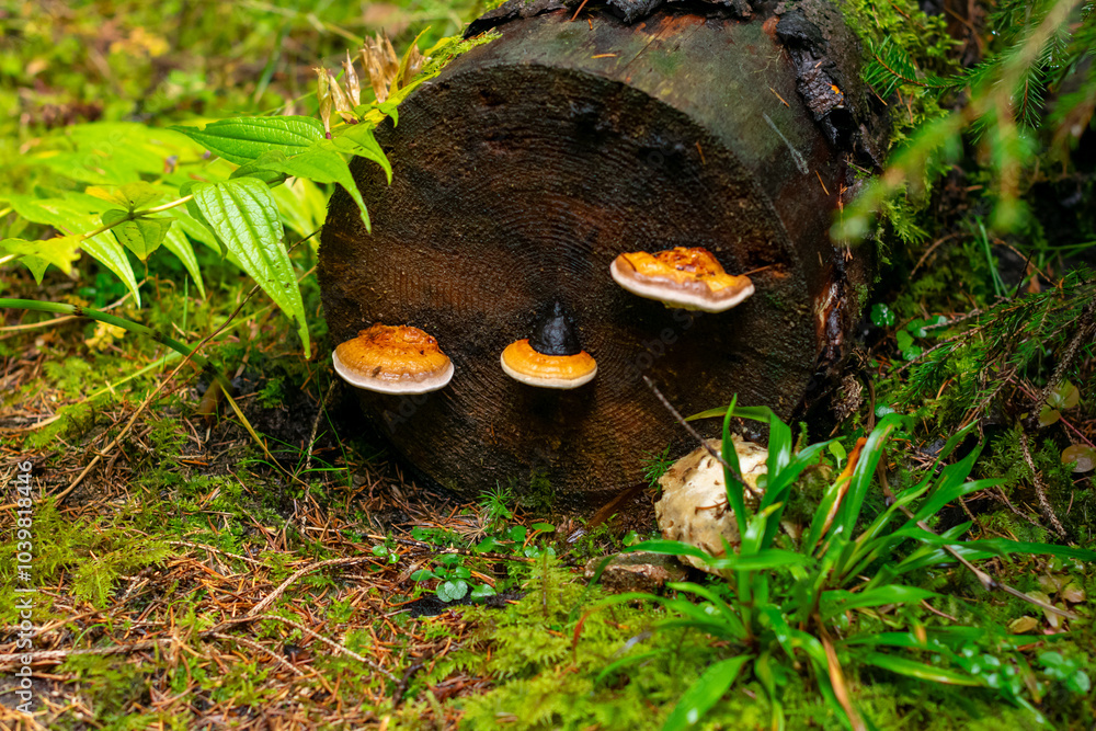 Fototapeta premium Mushrooms with brown caps growing from an old tree trunk covered with green moss in the forest.