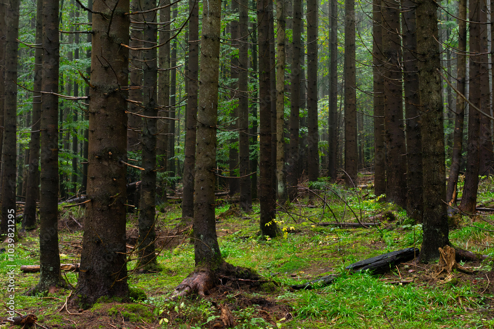 Obraz premium Mountain coniferous forest in autumn. Morning mist in autumn deciduous forest