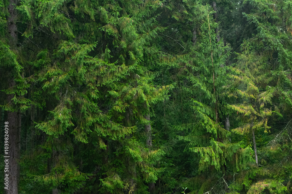 mysterious, weather, fantasy, peak, hill, sunshine, panoramic, sunny, colorful, leaf, sunbeams, sky, leaves, day, tourism, foggy, misty, wild, sunrise, landscape, forest, background, nature, environme mysterious, weather, fantasy, peak, hill, sunshine, panoramic, sunny, colorful, leaf, sunbeams, sky, leaves, day, tourism, foggy, misty, wild, sunrise, landscape, forest, background, nature, environme