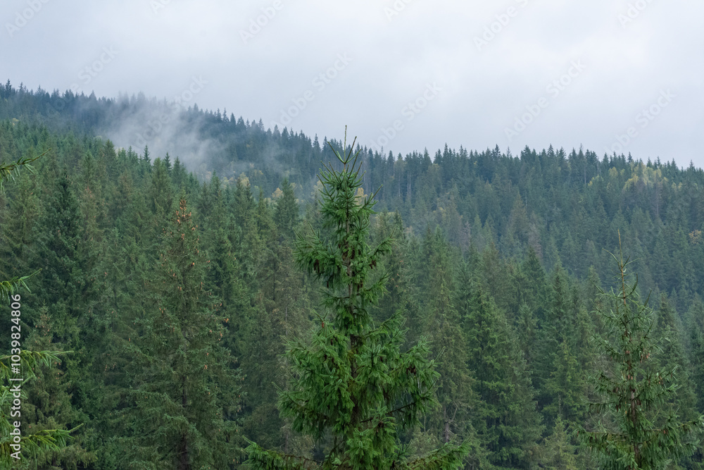 Morning fog in the forest. Misty spruce forest with low clouds in mountains. Natural background and atmospheric weather conditions with fog Morning fog in the forest. Misty spruce forest with low clouds in mountains. Natural background and atmospheric weather conditions with fog