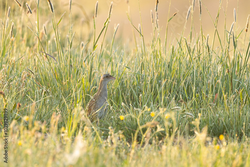 Corn crake standing in the middle of tall grass on a springtime meadow in rural Estonia, Northern Europe	