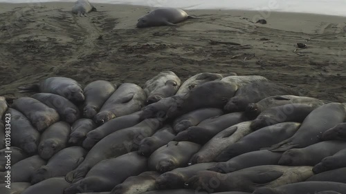 A large group of elephant seals are packed together on the sandy beach, resting and huddling closely. One lone seal lies further up on the sand, away from the main group near the water