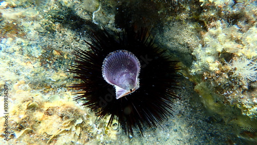 Seashell of bivalve mollusc variegated scallop (Mimachlamys varia) undersea, Aegean Sea, Greece, Halkidiki, Pirgos beach photo