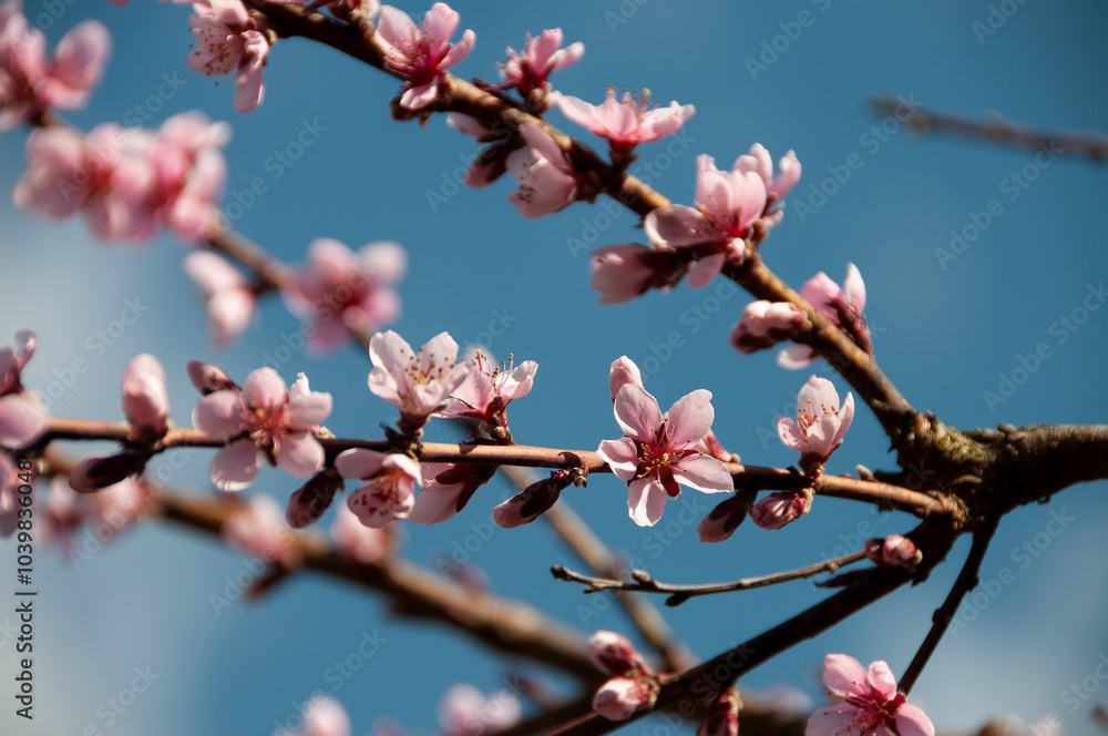 blüte baum himmel pink blüte baum himmel pink