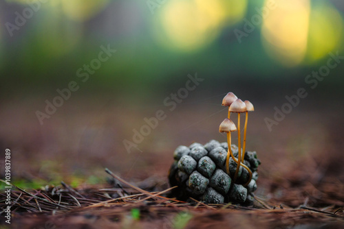 Mushrooms Growing on Pine Cone in Forest