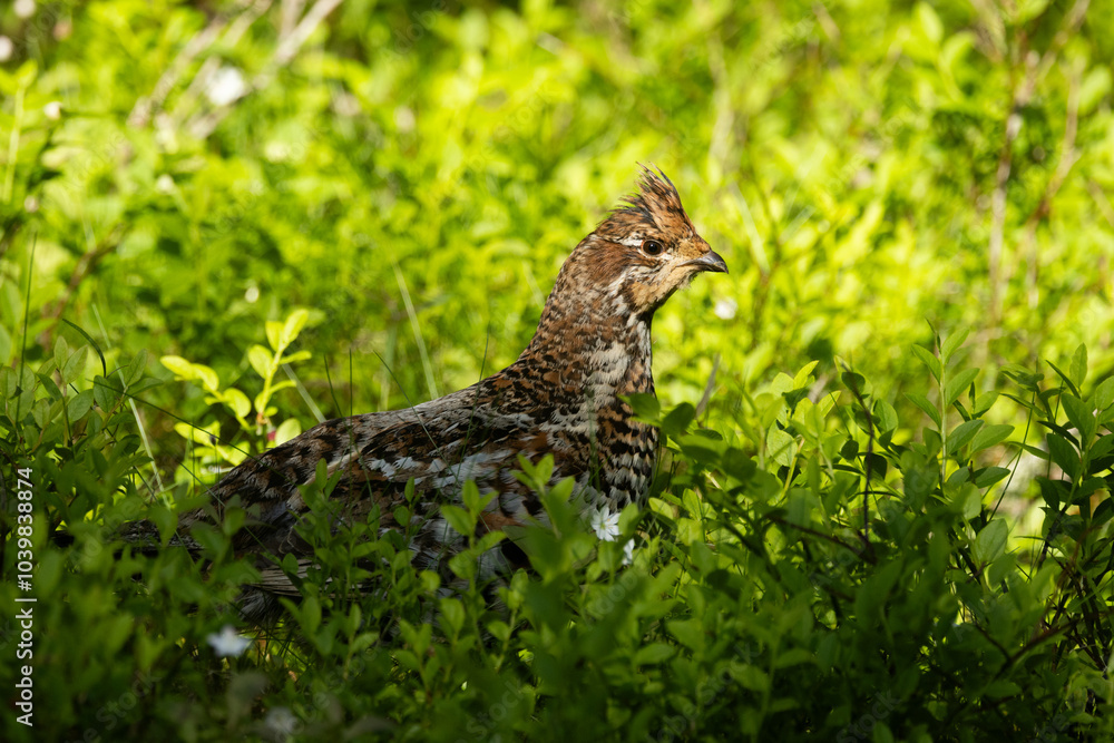 Female Hazel grouse standing in the middle of lush and green Wild blueberry shrubs on a summer day in an old-growth forest of Valtavaara near Kuusamo, Northern Finland Female Hazel grouse standing in the middle of lush and green Wild blueberry shrubs on a summer day in an old-growth forest of Valtavaara near Kuusamo, Northern Finland