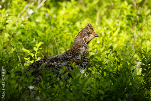 Female Hazel grouse standing in the middle of lush and green Wild blueberry shrubs on a summer day in an old-growth forest of Valtavaara near Kuusamo, Northern Finland	 photo