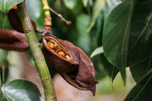 Opened seed pod of Brachychiton populneus tree in Tenerife, Spain. Branch with brown dry seeds of kurrajong. Interesting nature concept for background design. Soft focus photo