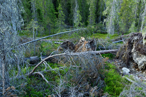 Fallen trees in a forest after a storm. Storm damage shot in Iivaara old-growth forest near Kuusamo, Northern Finland.	 photo