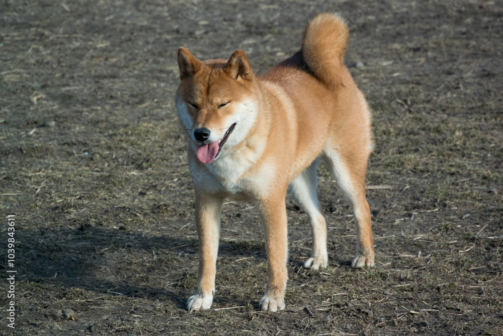 Shiba Inu standing ready to play at the dog park Shiba Inu standing ready to play at the dog park