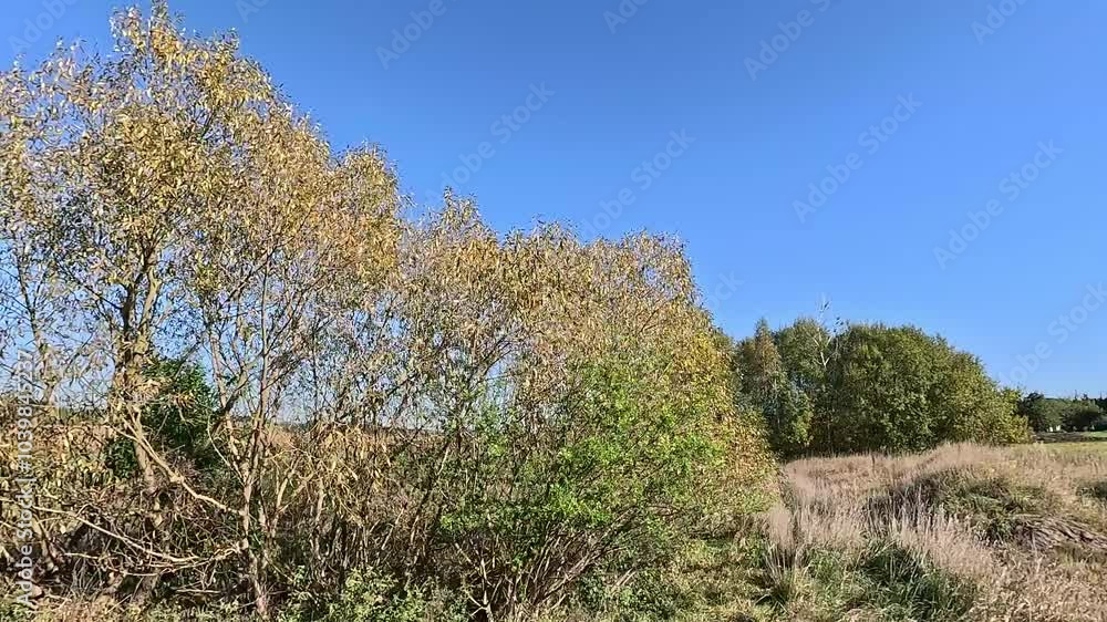 Autumn landscape, roadside view, road and landscape, forest and field, view from the car window Autumn landscape, roadside view, road and landscape, forest and field, view from the car window