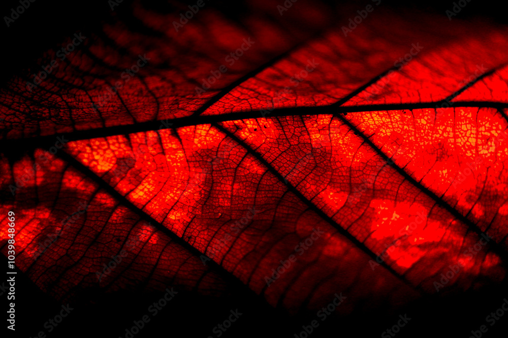 abstract autumn leae background abstract autumn leae background