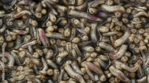 Horse leech and fly maggots feeding on a carcass