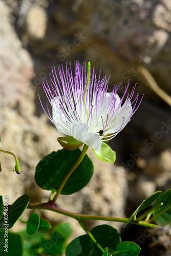 Blüte der Kaper // Blossom of the caper (Capparis spinosa) - Insel Kimolos, Kykladen, Griechenland photo