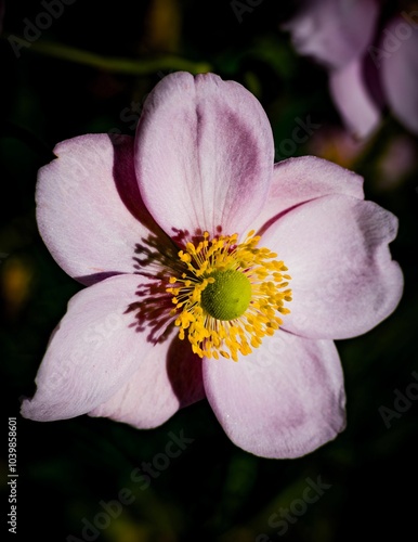Close-up of a pink flower with vibrant colors.