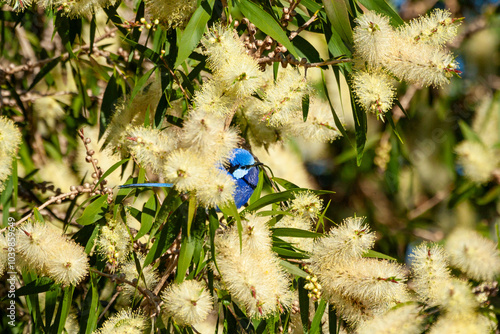 Splendid Fairy-wren among yellow bottlebrush flowers. photo