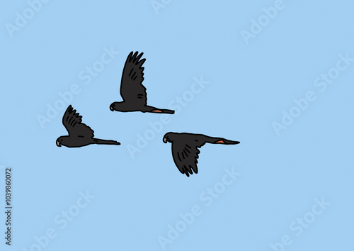 Trio of black cockatoos flying across blue sky photo