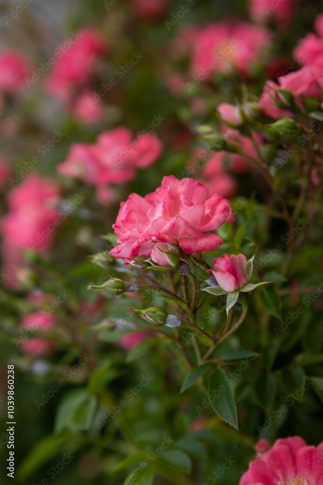 Roses blooming flowers in green summer background nature Roses blooming flowers in green summer background nature