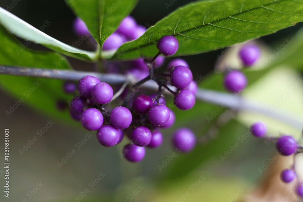 Close up of purple Callicarpa japonica, commonly known as East Asian beautyberry or Japanese beautyberry in the garden Close up of purple Callicarpa japonica, commonly known as East Asian beautyberry or Japanese beautyberry in the garden