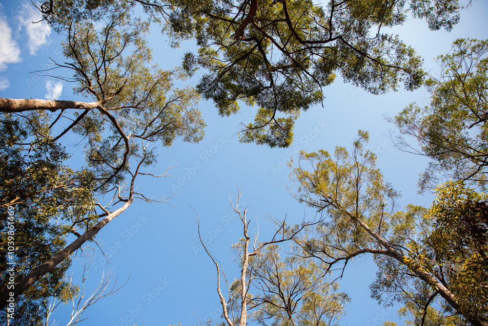 looking up in the bush at a canopy of gum trees and blue sky looking up in the bush at a canopy of gum trees and blue sky