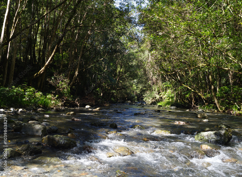 A river filled with rocks and boulders creating small rapids and flowing through the forest A river filled with rocks and boulders creating small rapids and flowing through the forest
