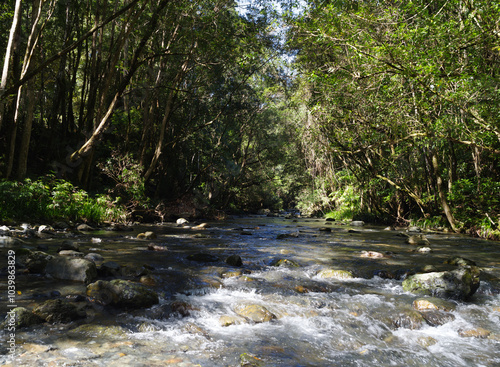 A river filled with rocks and boulders creating small rapids and flowing through the forest photo