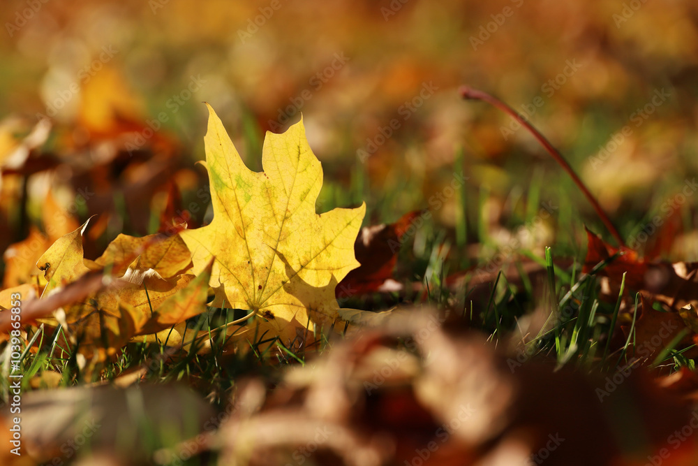 Golden autumn season, yellow and red fallen leaves on a grass in city park in sunny day Golden autumn season, yellow and red fallen leaves on a grass in city park in sunny day