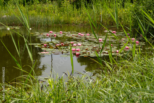 Teich mit Seerosen, Park an der Mühle, Wyk, Föhr, Nordsee-Insel, Nordfriesland, Schleswig-Holstein, Deutschland, Europa photo