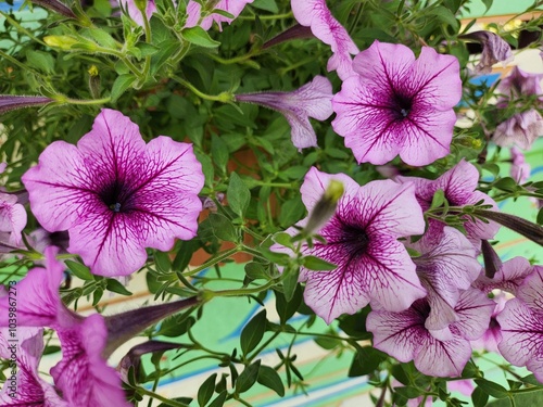 Beautiful of purple flowers and leaves