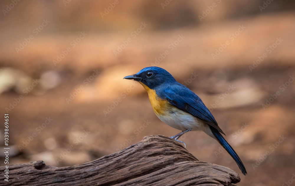 Indochinese Blue Flycatcher on the branch animal portrait.