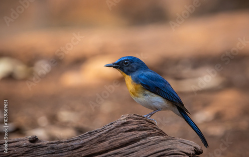 Obraz na płótnie Indochinese Blue Flycatcher on the branch animal portrait. w salonie